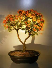 Flowering Pyracantha  Bonsai Tree <br><i>(pyracantha 'mohave')</i>