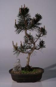 Japanese Black Pine Bonsai Tree <br><i>(pinus thunbergii 'kotobuki')</i>