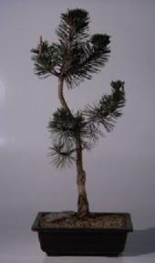 Japanese Black Pine Bonsai Tree <br><i>(pinus thunbergii 'kotobuki')</i>