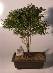 Flowering Dwarf Pomegranate Bonsai Tree<br><i>(punica granatum)</i>