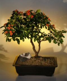 Pyracantha  Bonsai Tree <br><i>(pyracantha 'mohave')</i>