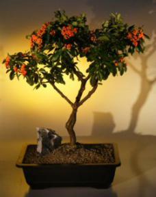 Pyracantha  Bonsai Tree <br><i>(pyracantha 'mohave')</i>