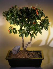 Pyracantha  Bonsai Tree <br><i>(pyracantha 'mohave')</i>