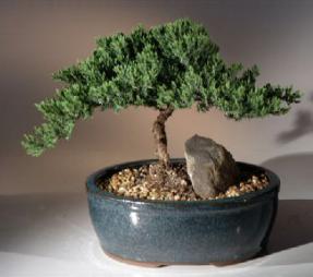 Juniper Bonsai Tree <br><i>(juniper procumbens nana)</i>