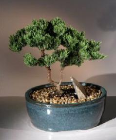 Juniper Bonsai Tree <br><i>(juniper procumbens nana)</i>