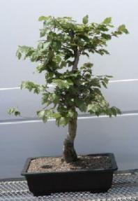 European Beech<br><i>(fagus sylvatica)</i>