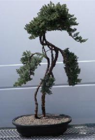 Juniper <br><i>(juniper procumbens nana)</i>