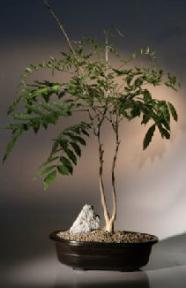 Japanese Wisteria Bonsai Tree<br><i>(wisteria floribunda)</i>