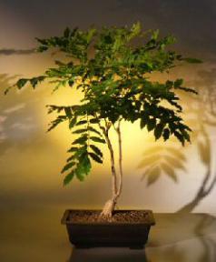 Japanese Wisteria Bonsai Tree<br><i>(wisteria floribunda)</i>