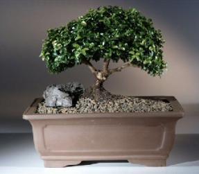 Japanese Kingsville Boxwood Bonsai Tree<br><i>(buxus microphylla compacta)</i>