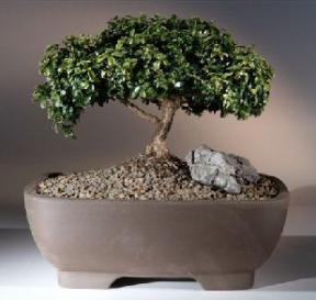 Japanese Kingsville Boxwood Bonsai Tree<br><i>(buxus microphylla compacta)</i>