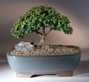 Japanese Kingsville Boxwood Bonsai Tree<br><i>(buxus microphylla compacta)</i>