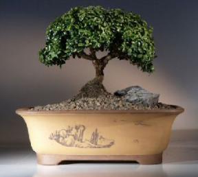 Japanese Kingsville Boxwood Bonsai Tree<br><i>(buxus microphylla compacta)</i>