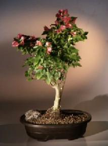 Flowering Bougainvillea<br><i>(pink pixie)</i>