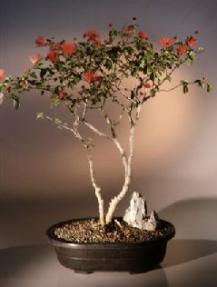 Flowering Powder Puff Bonsai Tree<br><i>(Calliandra Haematocephala)</i>