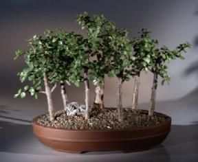 Baby Jade Bonsai Tree Seven Tree Forest Group<br><i>(Portulacaria Afra)</i>