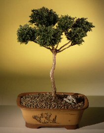 Blue Moss Cypress Bonsai Tree - Pom Pom Style<br><i>(chamecyparis glauca minima)</i>