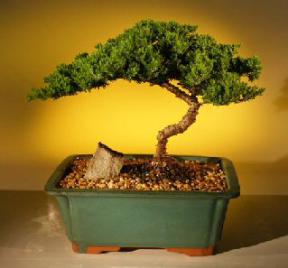 Juniper Bonsai Tree <br><i>(juniper procumbens nana)</i>