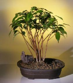 Ficus Bonsai Tree<br>Multi Trunk Style<br><i>(ficus benjamina)</i><br>