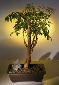 Ming Aralia Bonsai Tree<br><i>(polyscais fruticosa)</i>