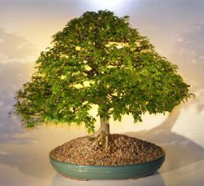 Chinese Elm Bonsai Tree<br><i>(ulmus parvifolia)</i>