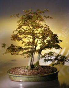 Japanese Mountain Maple Bonsai Tree<br>3 Tree Goup<br><i>(acer palmatum)</i>