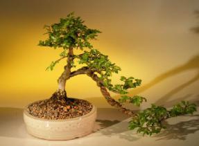 Cork Bark Elm Bonsai Tree - Cascade Style<br><i>(ulmus neri)</i>
