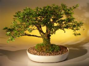 Cork Bark Elm Bonsai Tree<br><i>(ulmus neri)</i>