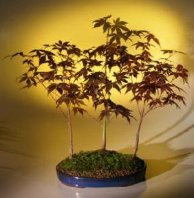 Japanese Red Maple Bonsai Tree<br>3 Tree Forest Group<br><i>(Acer Palmatum 