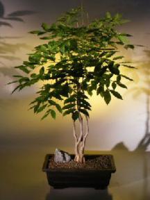 Japanese Wisteria Bonsai Tree<br><i>(wisteria floribunda)</i>