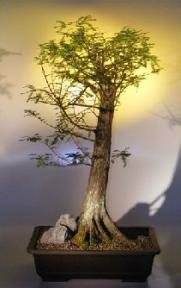 Bald Cypress Bonsai Tree<br><i>(taxodium distichum)</i>