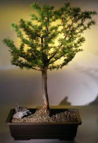 Japanese Larch Bonsai Tree<br><i>(larix leptolepsis)</i>