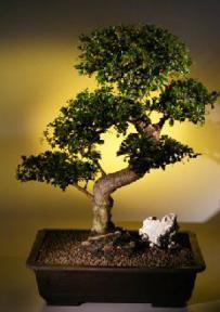 Fukien Tea  Bonsai Tree <br><i>(ehretia microphylla)</i>