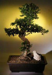 Fukien Tea  Bonsai Tree <br><i>(ehretia microphylla)</i>