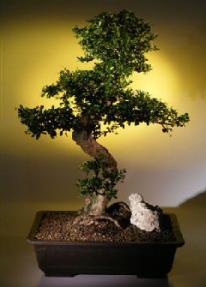 Fukien Tea Bonsai Tree <br><i>(ehretia microphylla)</i>