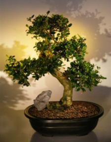 Fukien Tea Bonsai Tree <br><i>(ehretia microphylla)</i>