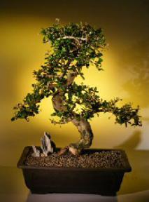 Fukien Tea Bonsai Tree <br><i>(ehretia microphylla)</i>