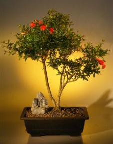 Flowering Dwarf Pomegranate Bonsai Tree<br><i>(punica granatum)</i>