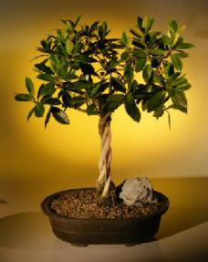 Green Emerald Ficus Bonsai Tree<br>Twist<br><i>(ficus microcarpa)</i>