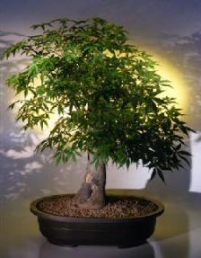 Japanese  Maple Bonsai Tree<br><i>(acer palmatum)</i>