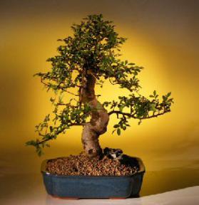 Chinese Elm Bonsai Tree-Extra Large<br><i>(Ulmus Parvifolia)</i>