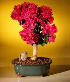 Flowering Bougainvillea<br><i>(pink pixie)</i>