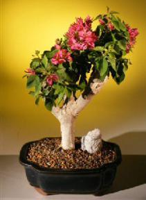 Flowering Bougainvillea<br><i>(pink pixie)</i>