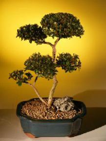 Brush Cherry Bonsai Tree - 