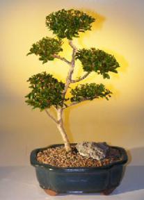 Brush Cherry Bonsai Tree - 