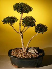 Flowering Brush Cherry Bonsai Tree - 