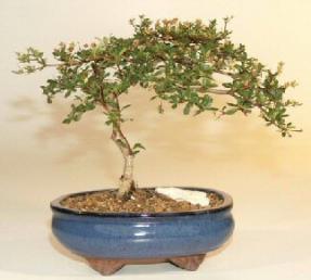 Black Olive Bonsai Tree- 13