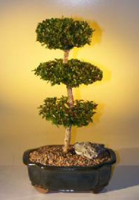 Brush Cherry Bonsai Tree - 