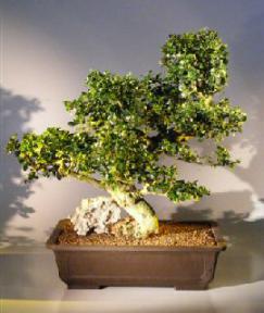 Fukien Tea  Bonsai Tree <br><i>(ehretia microphylla)</i>