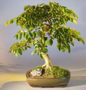 Imported Korean Hornbeam Bonsai Tree (No. TS-17)